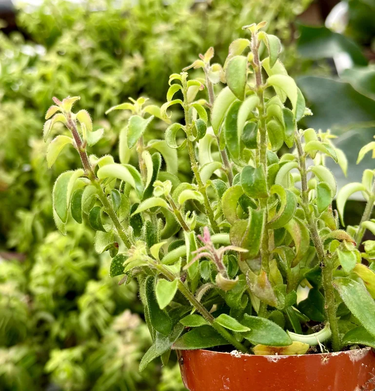 Curly Lipstick Live Plant Aeschynanthus Radicans 'Curly' in 3 inch Pot Indoor - Image 3