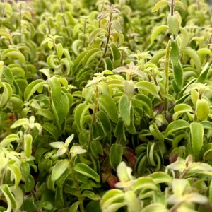 Curly Lipstick Live Plant Aeschynanthus Radicans 'Curly' in 3 inch Pot Indoor - Image 1