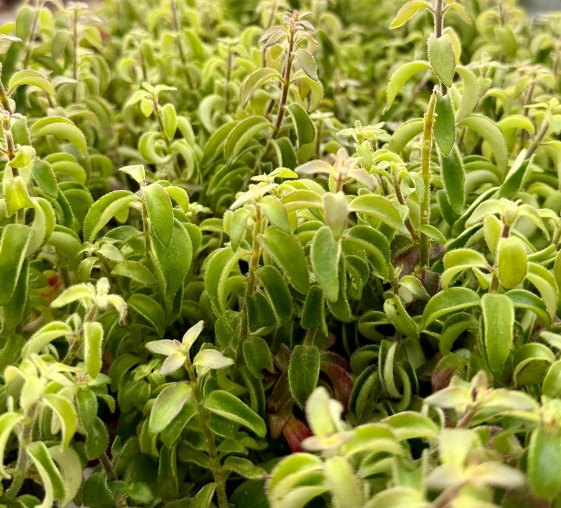 Curly Lipstick Live Plant Aeschynanthus Radicans 'Curly' in 3 inch Pot Indoor - Image 1