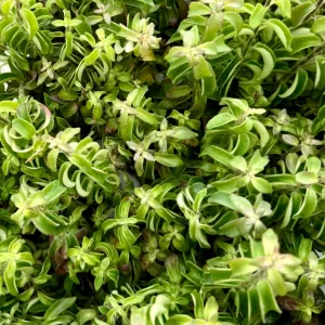 Curly Lipstick Live Plant Aeschynanthus Radicans 'Curly' in 3 inch Pot Indoor - Image 4