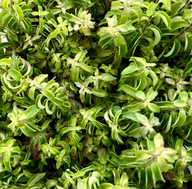 Curly Lipstick Live Plant Aeschynanthus Radicans 'Curly' in 3 inch Pot Indoor - Image 4