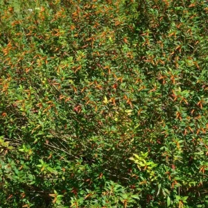 David Verity Cuphea Live Plants - Set of 2, 4-6 inch Tall, Attracts Hummingbirds - Image 10