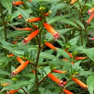 David Verity Cuphea Live Plants - Set of 2, 4-6 inch Tall, Attracts Hummingbirds - Image 2