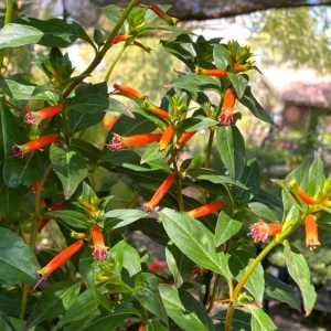 David Verity Cuphea Live Plants - Set of 2, 4-6 inch Tall, Attracts Hummingbirds - Image 5