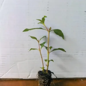 David Verity Cuphea Live Plants - Set of 2, 4-6 inch Tall, Attracts Hummingbirds - Image 7