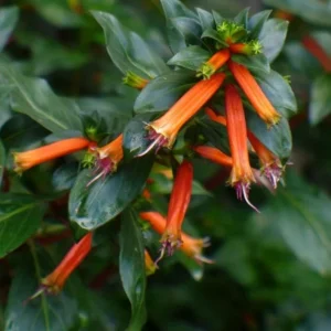 David Verity Cuphea Live Plants - Set of 2, 4-6 inch Tall, Attracts Hummingbirds - Image 1