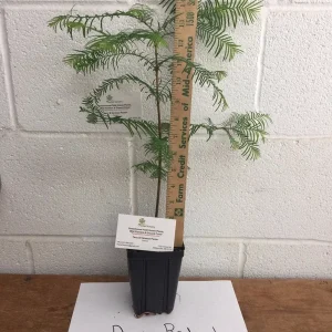 Dawn Redwood Tree Live Plant - Metasequoia glyptostroboides, 1 Quart Pot, 8-12
