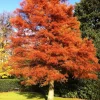 Dawn Redwood Tree Live Plant - Metasequoia glyptostroboides, 1 Quart Pot, 8-12" Tall - Image 1