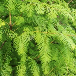 Dawn Redwood Tree Live Plant - Metasequoia glyptostroboides, 1 Quart Pot, 8-12