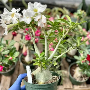 Desert Rose Live Plant - Adenium Obesum - Flowering Houseplant - 6 inch - Image 2