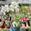 Desert Rose Live Plant - Adenium Obesum - Flowering Houseplant - 6 inch - Image 1