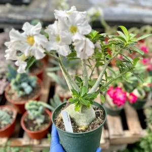 Desert Rose Live Plant - Adenium Obesum - Flowering Houseplant - 6 inch - Image 1