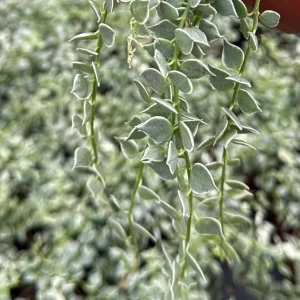 Dischidia Million Hearts Variegated Trailing Succulent Live Plant in 3