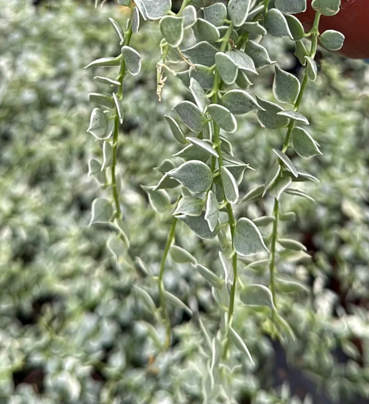 Dischidia Million Hearts Variegated Trailing Succulent Live Plant in 3" Pot - Image 2