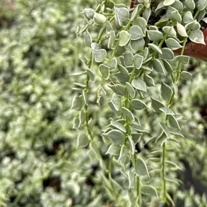 Dischidia Million Hearts Variegated Trailing Succulent Live Plant in 3