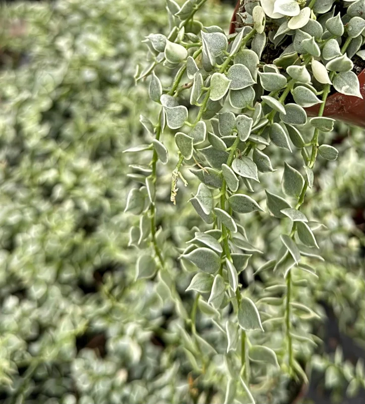 Dischidia Million Hearts Variegated Trailing Succulent Live Plant in 3" Pot - Image 3