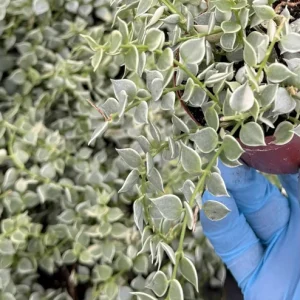 Dischidia Million Hearts Variegated Trailing Succulent Live Plant in 3