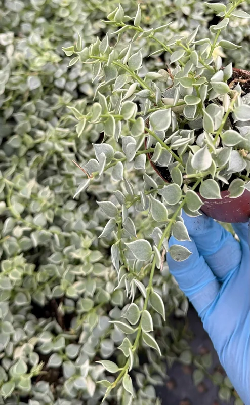 Dischidia Million Hearts Variegated Trailing Succulent Live Plant in 3" Pot - Image 4