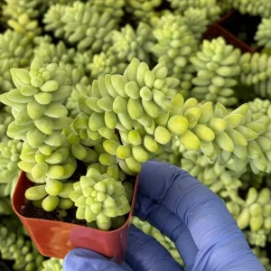 Donkey's Tail Sedum Burrito Live Plant - Trailing Succulent for Hanging Baskets - Image 2