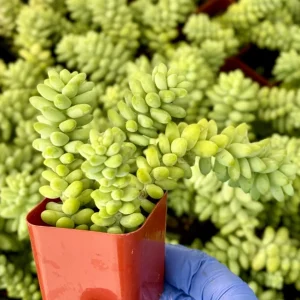 Donkey's Tail Sedum Burrito Live Plant - Trailing Succulent for Hanging Baskets - Image 1