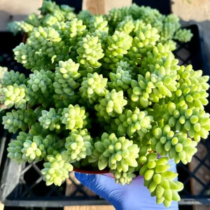 Donkey's Tail Sedum Burrito Live Plant - Trailing Succulent for Hanging Baskets - Image 3