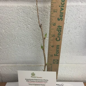 Double Pink Flowering Cherry Tree – Ornamental Live Plant – 25-35 ft Tall – Zones 4-8 - Image 3