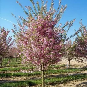 Double Pink Flowering Cherry Tree – Ornamental Live Plant – 25-35 ft Tall – Zones 4-8 - Image 4