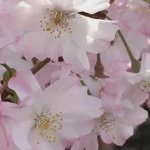 Double Pink Flowering Cherry Tree – Ornamental Live Plant – 25-35 ft Tall – Zones 4-8 - Image 1