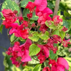 Double Red Bougainvillea Live Plant - Set of 2 - 4-6