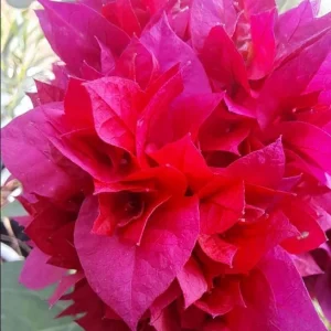 Double Red Bougainvillea Live Plant - Set of 2 - 4-6