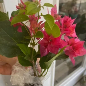 Double Red Bougainvillea Live Plant - Set of 2 - 4-6