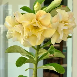 Double Yellow Desert Rose Live Plant - Adenium Obesum Starter 4-6