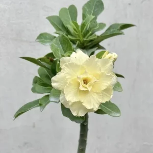 Double Yellow Desert Rose Live Plant - Adenium Obesum Starter - 6-8