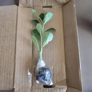 Double Yellow Desert Rose Live Plant - Adenium Obesum Starter 4-6