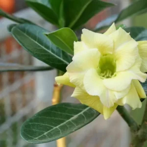 Double Yellow Desert Rose Live Plant - Adenium Obesum Starter - 6-8