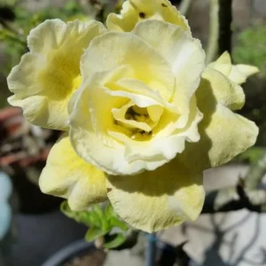 Double Yellow Desert Rose Live Plant - Adenium Obesum Starter - 6-8