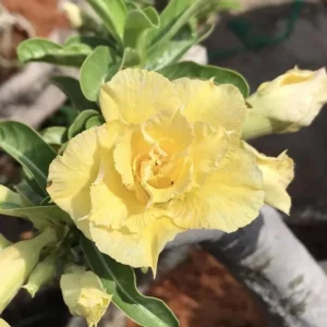 Double Yellow Desert Rose Live Plant - Adenium Obesum Starter - 6-8" Tall - Yellow Flowers - Image 1