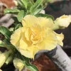 Double Yellow Desert Rose Live Plant - Adenium Obesum Starter 4-6" Tall - Image 1