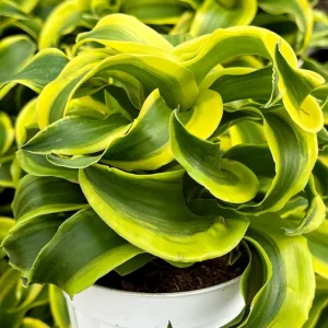 Dracaena Tornado Live Plant - Curly Houseplant - 4 inch Pot - Indoor - Image 2