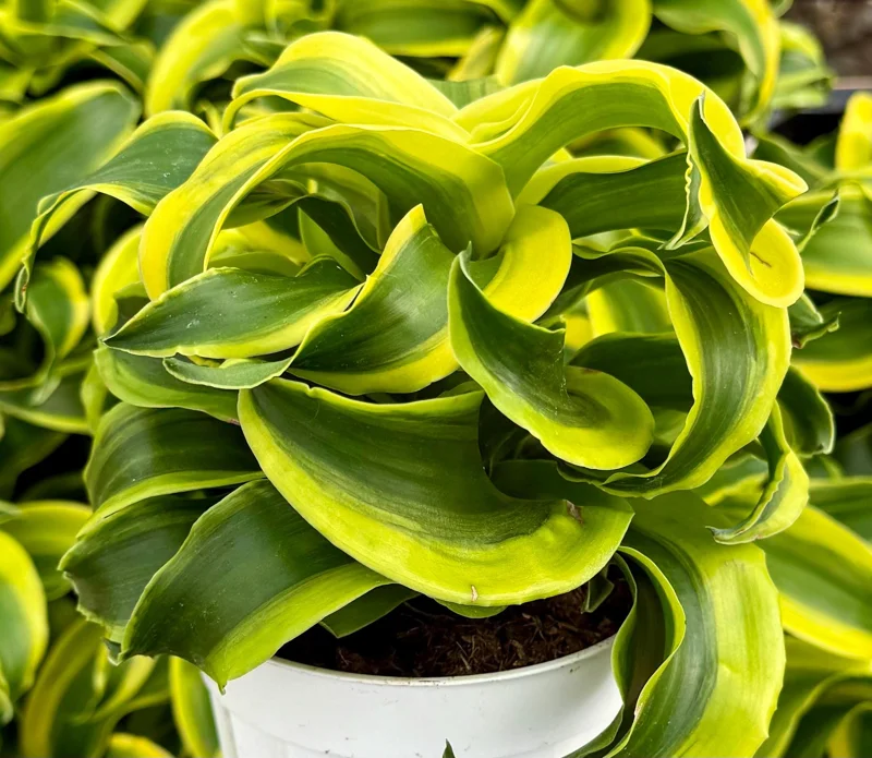 Dracaena Tornado Live Plant - Curly Houseplant - 4 inch Pot - Indoor - Image 2