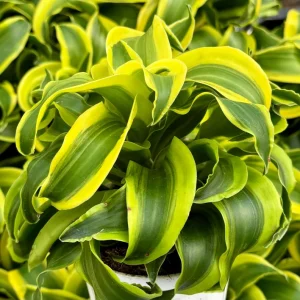 Dracaena Tornado Live Plant - Curly Houseplant - 4 inch Pot - Indoor - Image 3