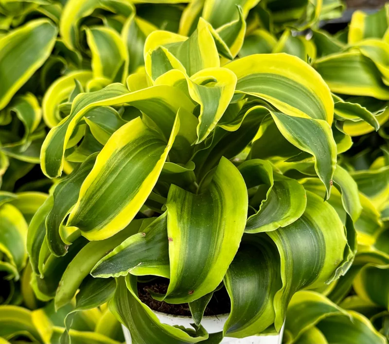 Dracaena Tornado Live Plant - Curly Houseplant - 4 inch Pot - Indoor - Image 3