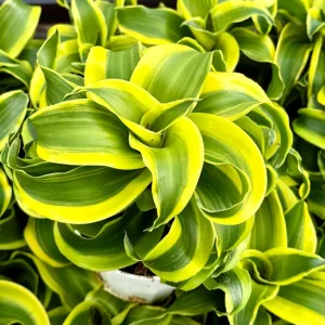 Dracaena Tornado Live Plant - Curly Houseplant - 4 inch Pot - Indoor - Image 4