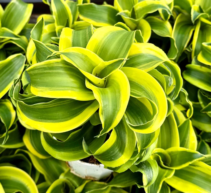 Dracaena Tornado Live Plant - Curly Houseplant - 4 inch Pot - Indoor - Image 4