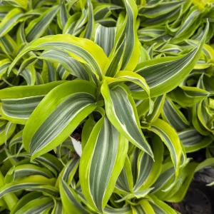 Dracaena Tornado Live Plant - Curly Houseplant - 4 inch Pot - Indoor - Image 6