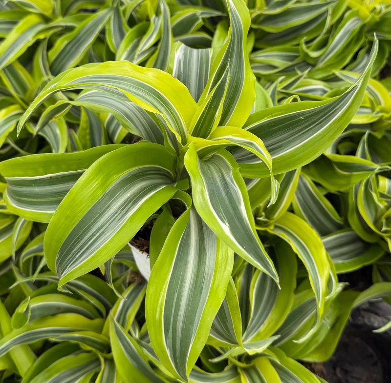 Dracaena Tornado Live Plant - Curly Houseplant - 4 inch Pot - Indoor - Image 6