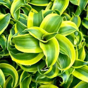 Dracaena Tornado Live Plant - Curly Houseplant - 4 inch Pot - Indoor - Image 1