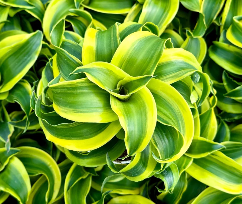 Dracaena Tornado Live Plant - Curly Houseplant - 4 inch Pot - Indoor - Image 1