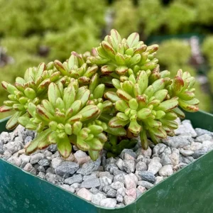 Dwarf Aeonium Sedifolium Live Plant - Rare Succulent in 4 Inch Pot, Indoor/Outdoor - Image 2