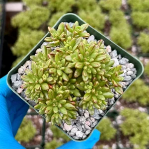 Dwarf Aeonium Sedifolium Live Plant - Rare Succulent in 4 Inch Pot, Indoor/Outdoor - Image 3